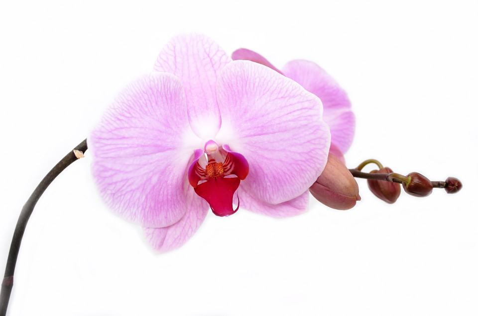 orquídeas vaso