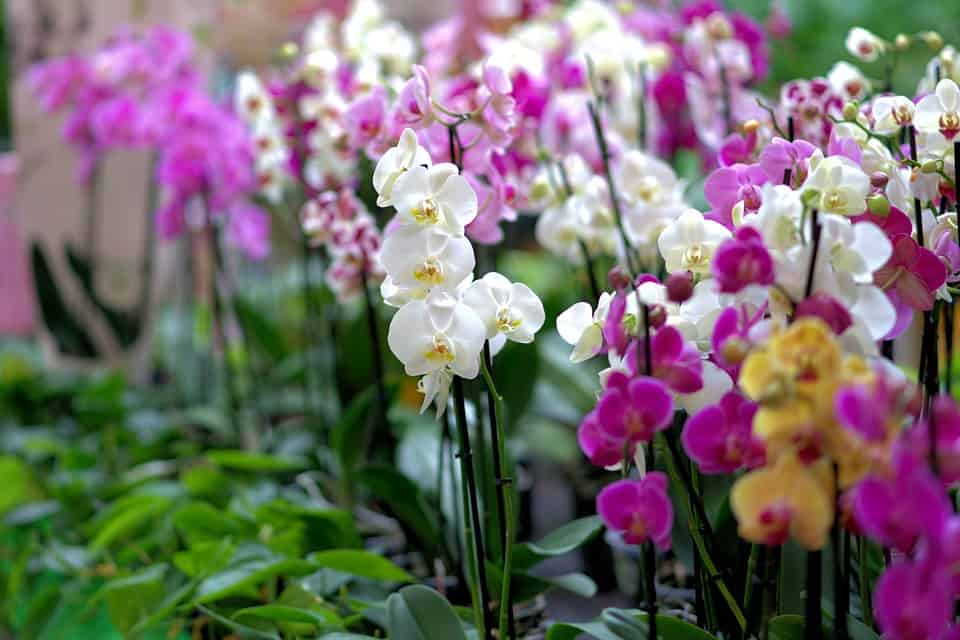 tipos de orquídeas