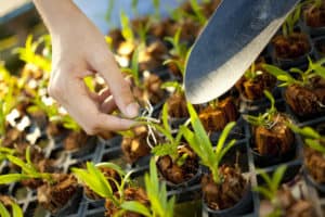 Como plantar orquideas