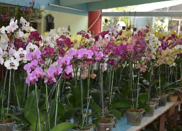 orquídea, veja as cores mais populares e seu significado.