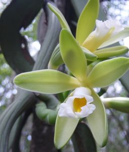 Orquidea vanilla