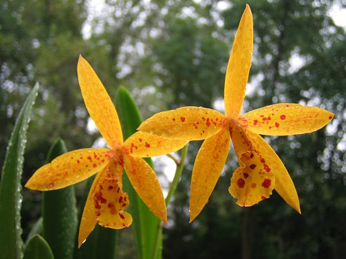 Orquídea Potinara