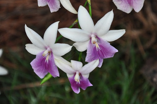 Orquídeas Miltonia