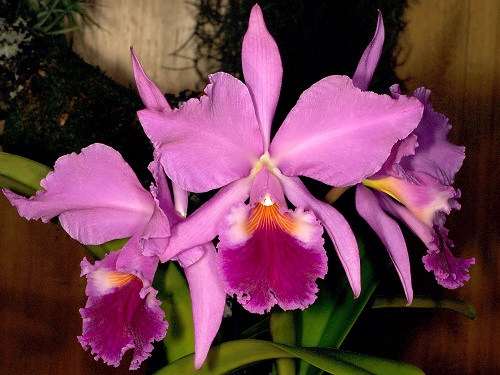 Orquídea Cattleya Labiata Intermédia