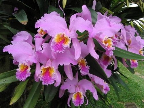 Orquídea Cattleya Mossiae