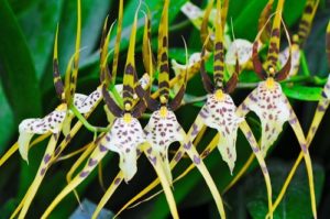 Orquidea Brassia