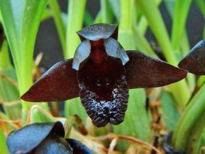 Orquidea Maxillaria Schunkeana