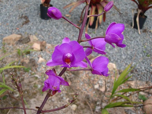 Orquídea Bletia - Tudo de Orquídeas