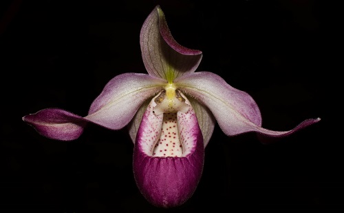 Orquídeas Phragmipedium