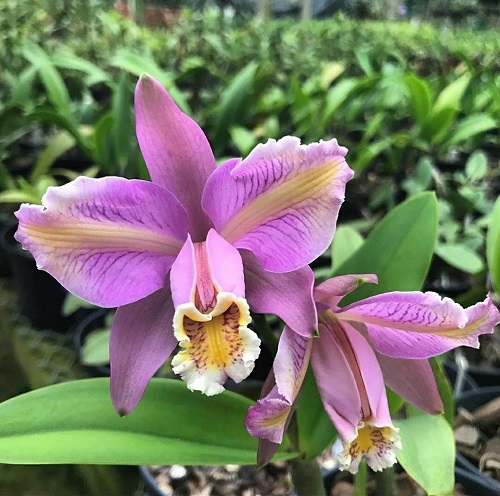 orquidea Cattleya venosa