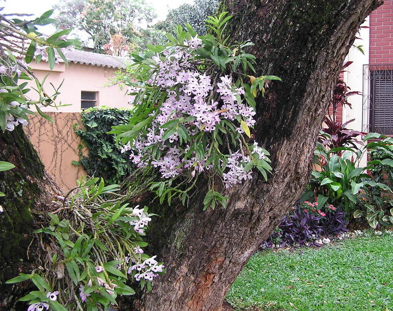 orquidea tronco